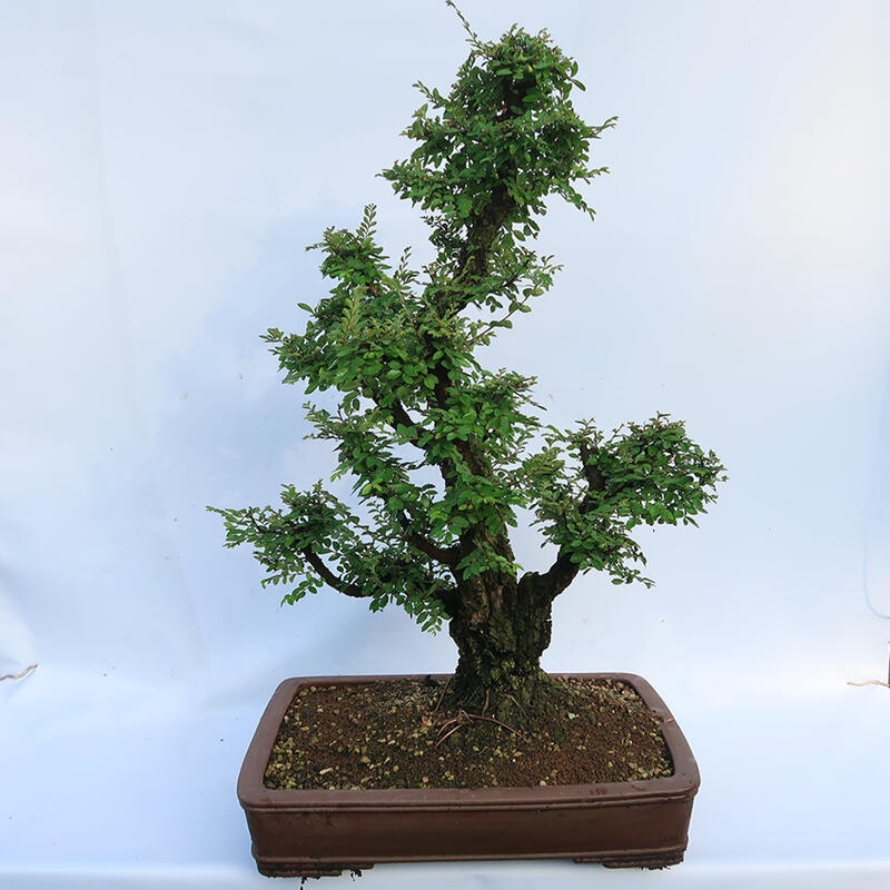Bonsai für draußen - Zelkova - Zelkova NIRE
