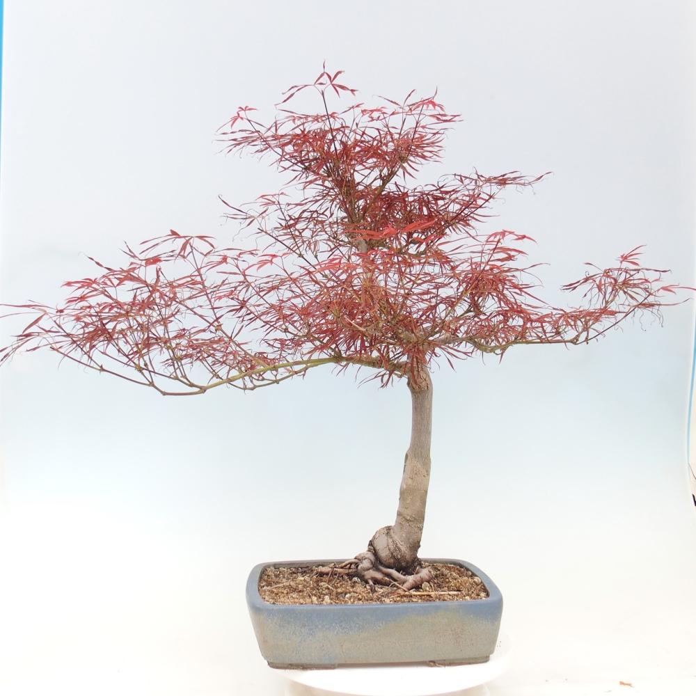 Bonsai für draußen - Acer palmatum RED PYGMY