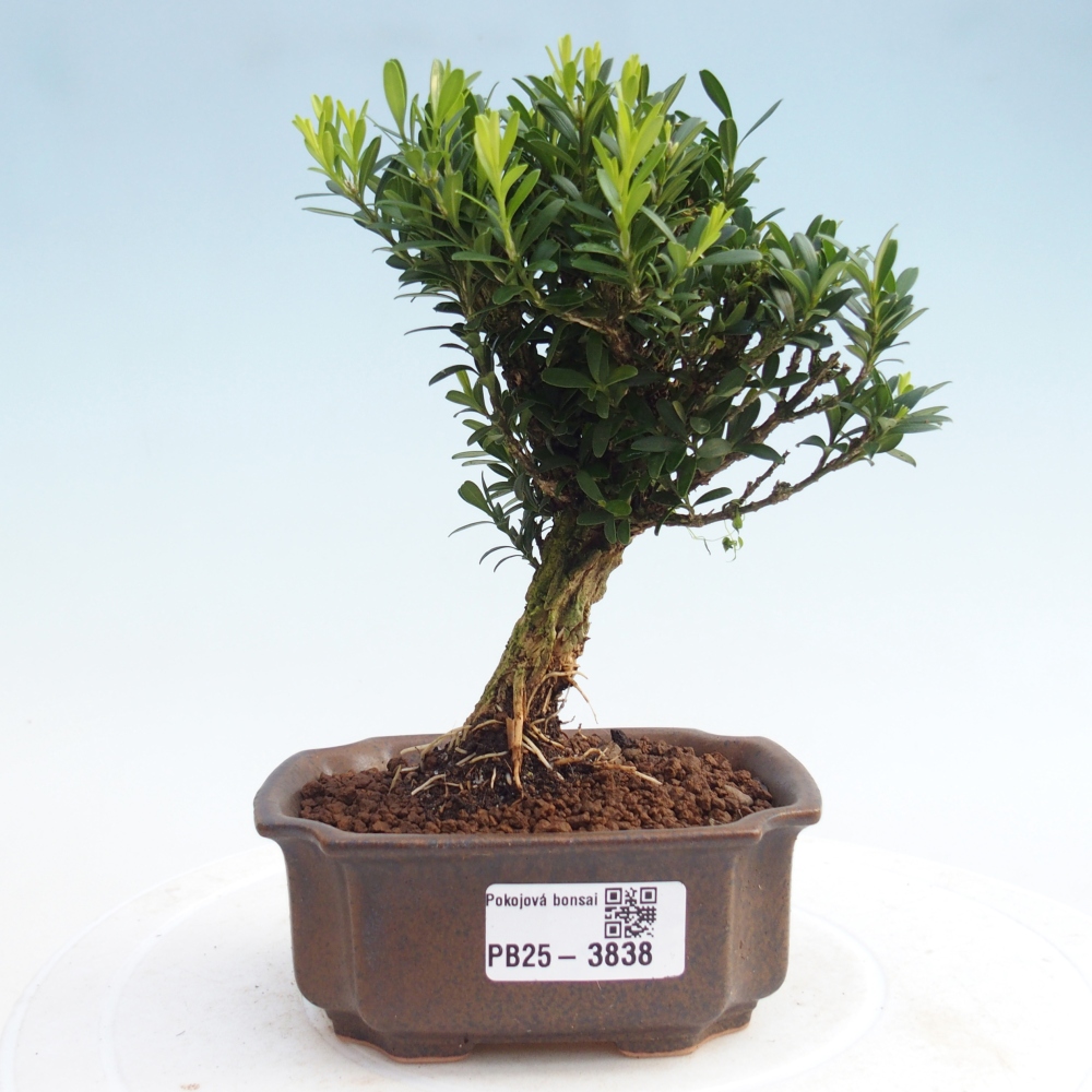 Zimmer Bonsai - Buxus harlandii - Korkbuxus