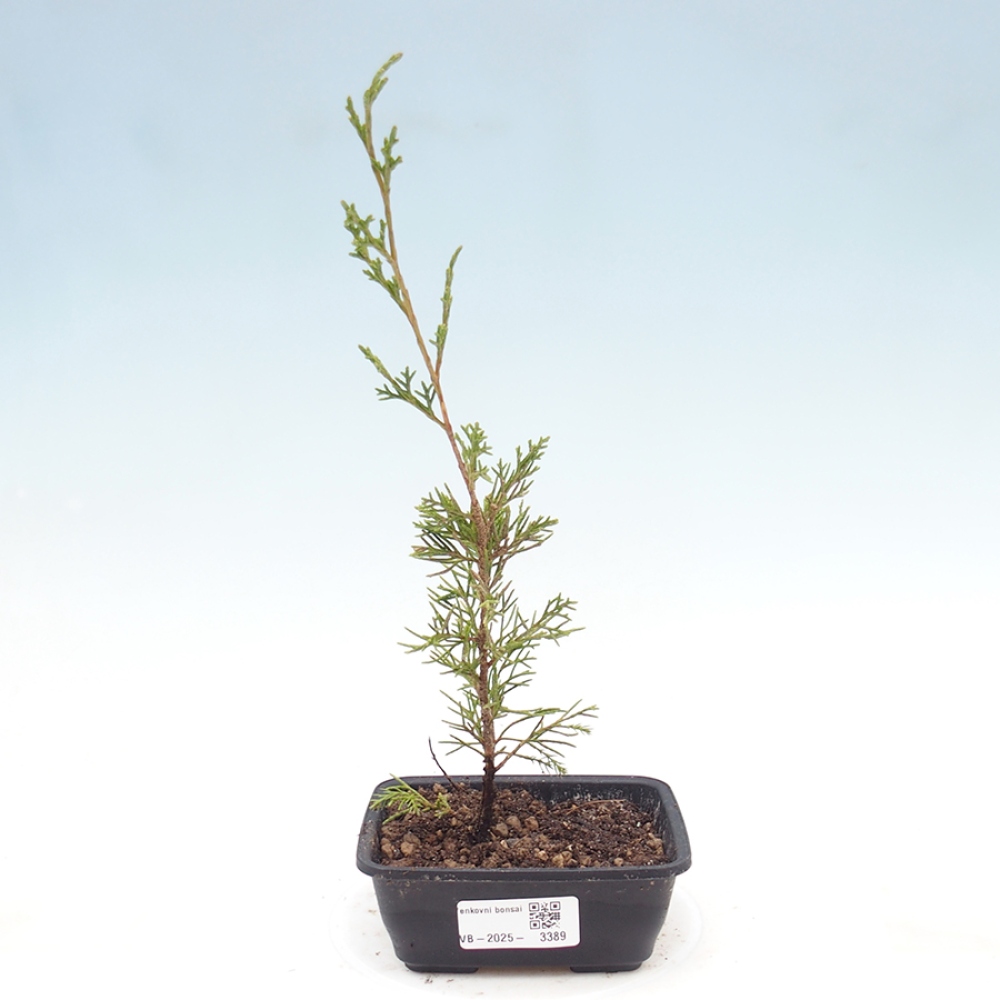 Bonsai für draußen - Juniperus chinensis Itoigawa