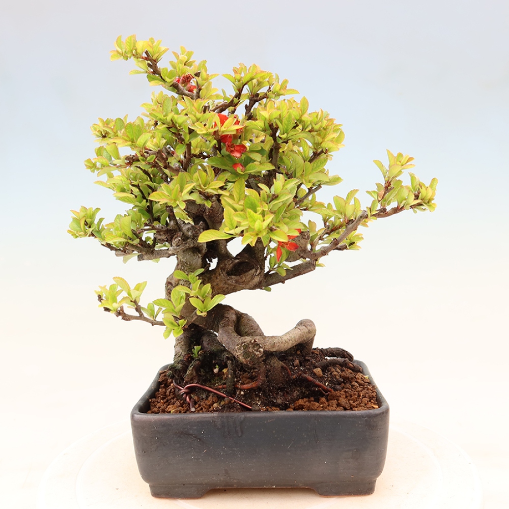 Bonsai für draußen - Chaneomeles speciosa Chojubai