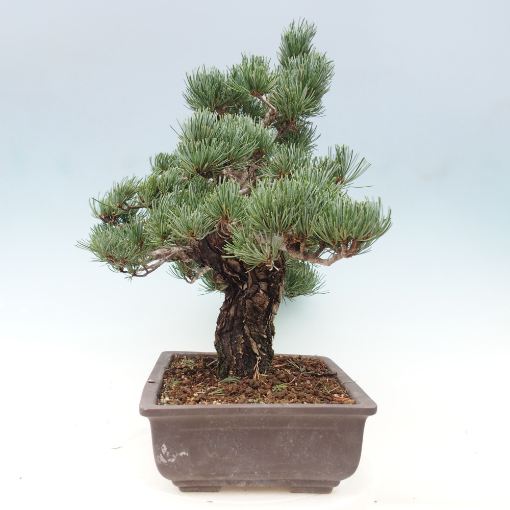 Bonsai für draußen - Pinus parviflora - Pinus parviflora