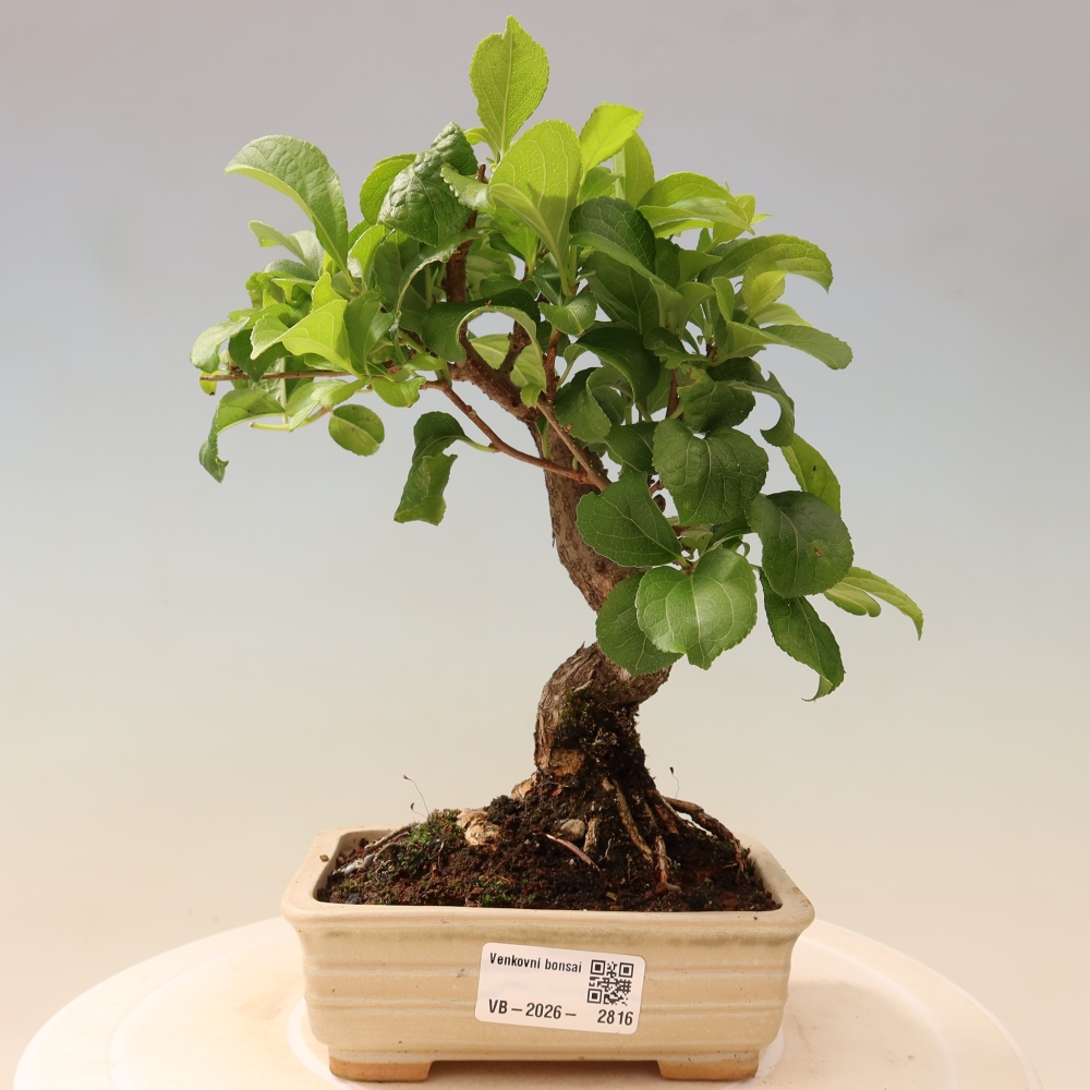 Bonsai für draußen - Celastrus orbiculatus