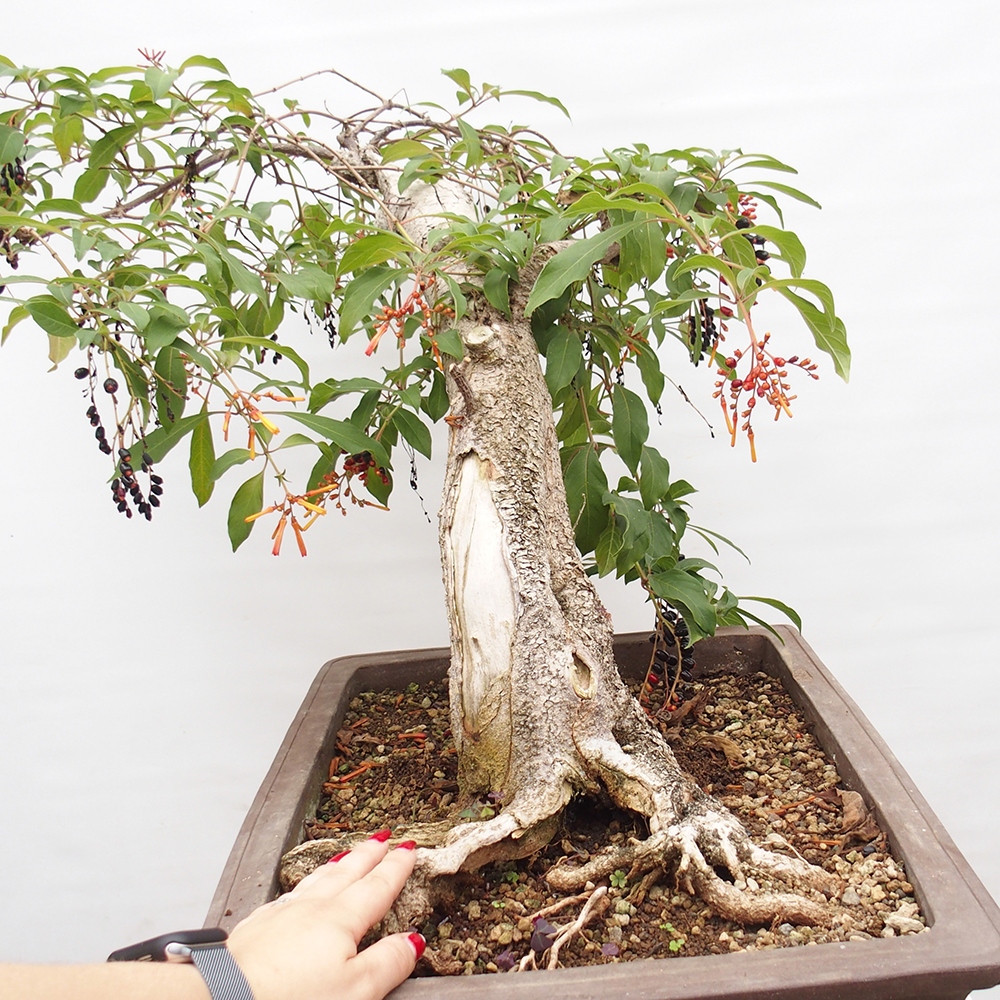 Zimmer Bonsai - Hamelia Patent