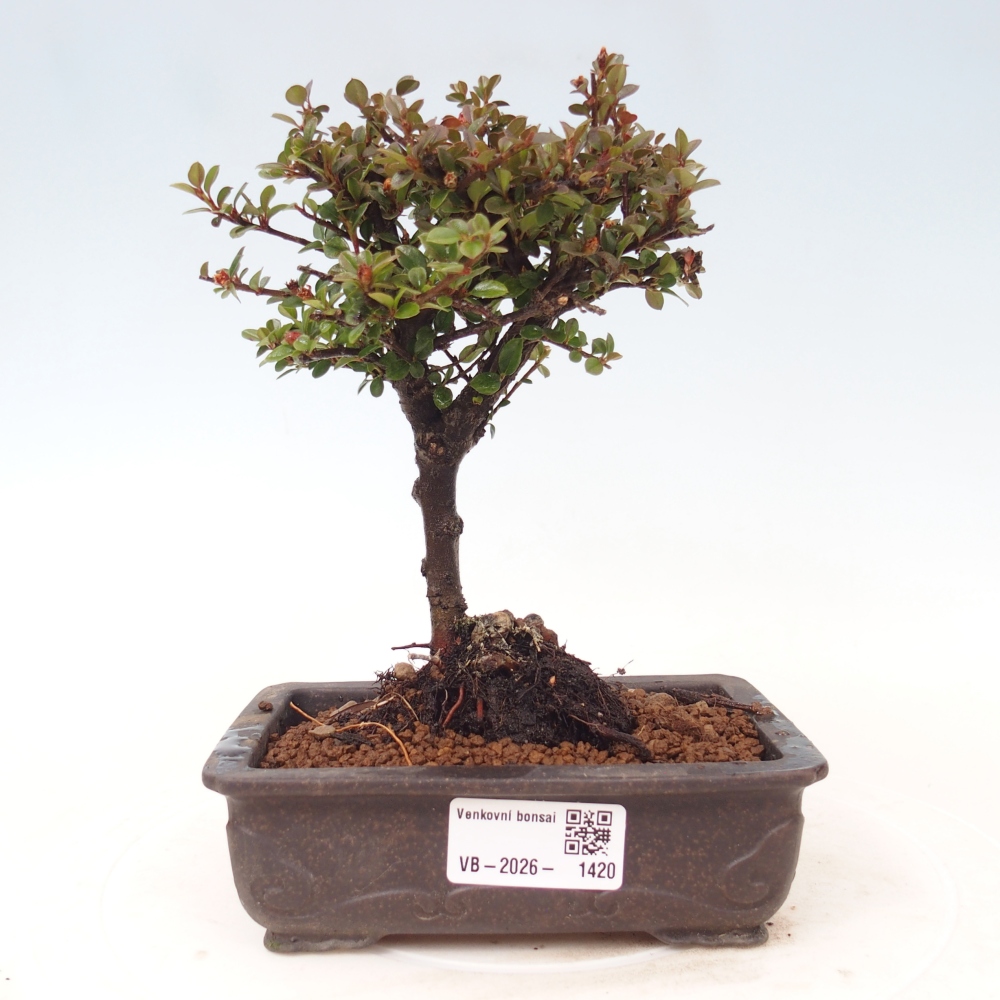 Bonsai für draußen - Cotoneaster horizontalis - Rocky Mountain