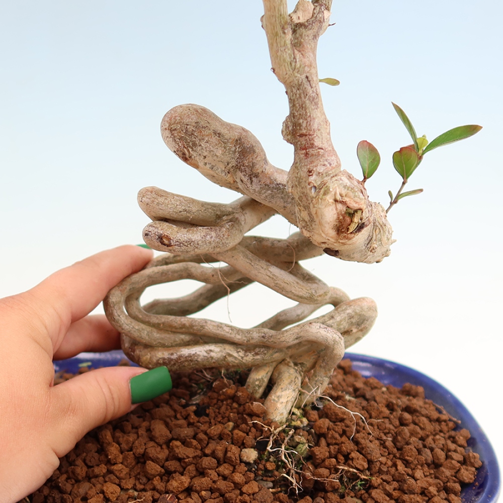 Zimmerbonsai – Lagerstroemia indica – Indischer Flieder