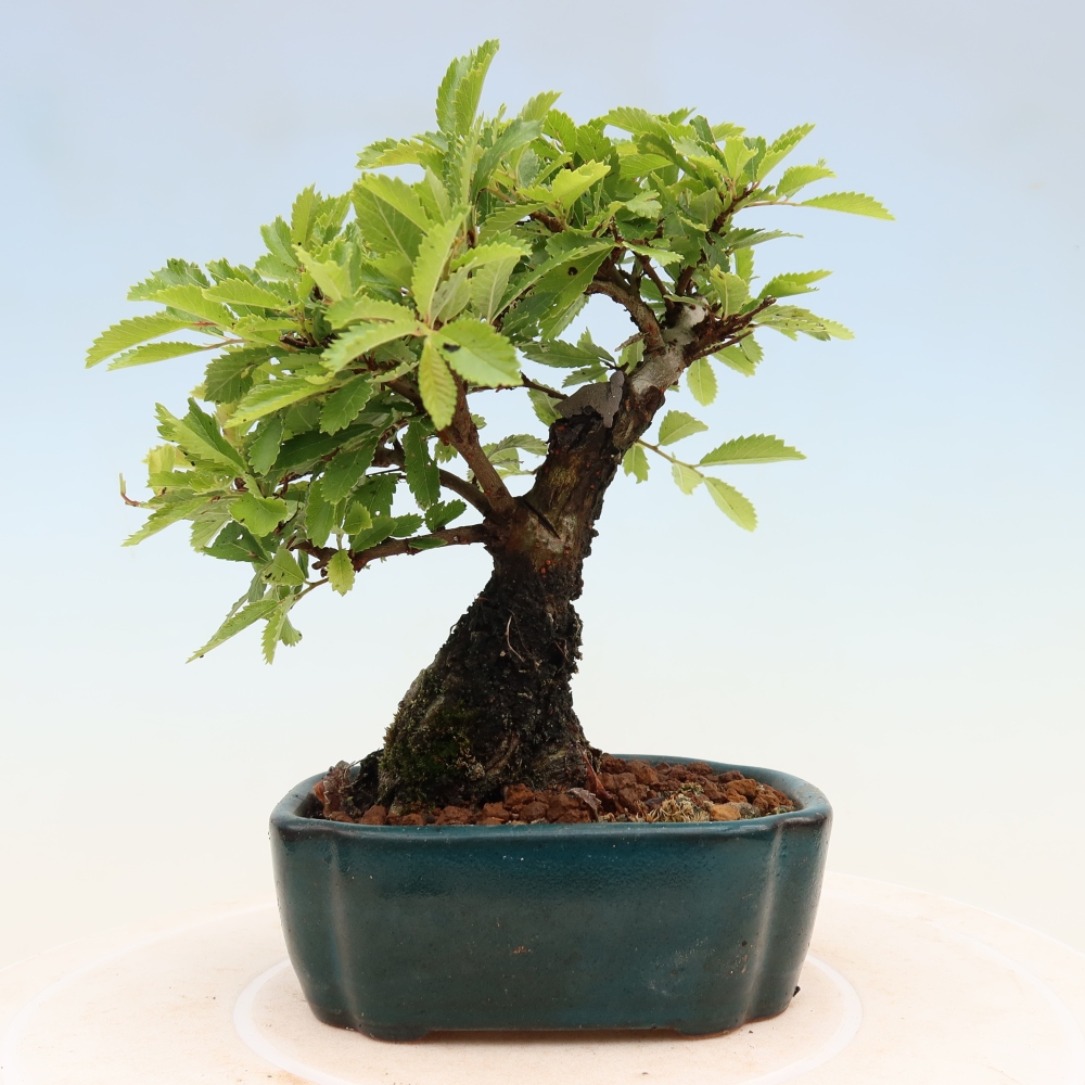 Bonsai für draußen - Zelkova - Zelkova NIRE