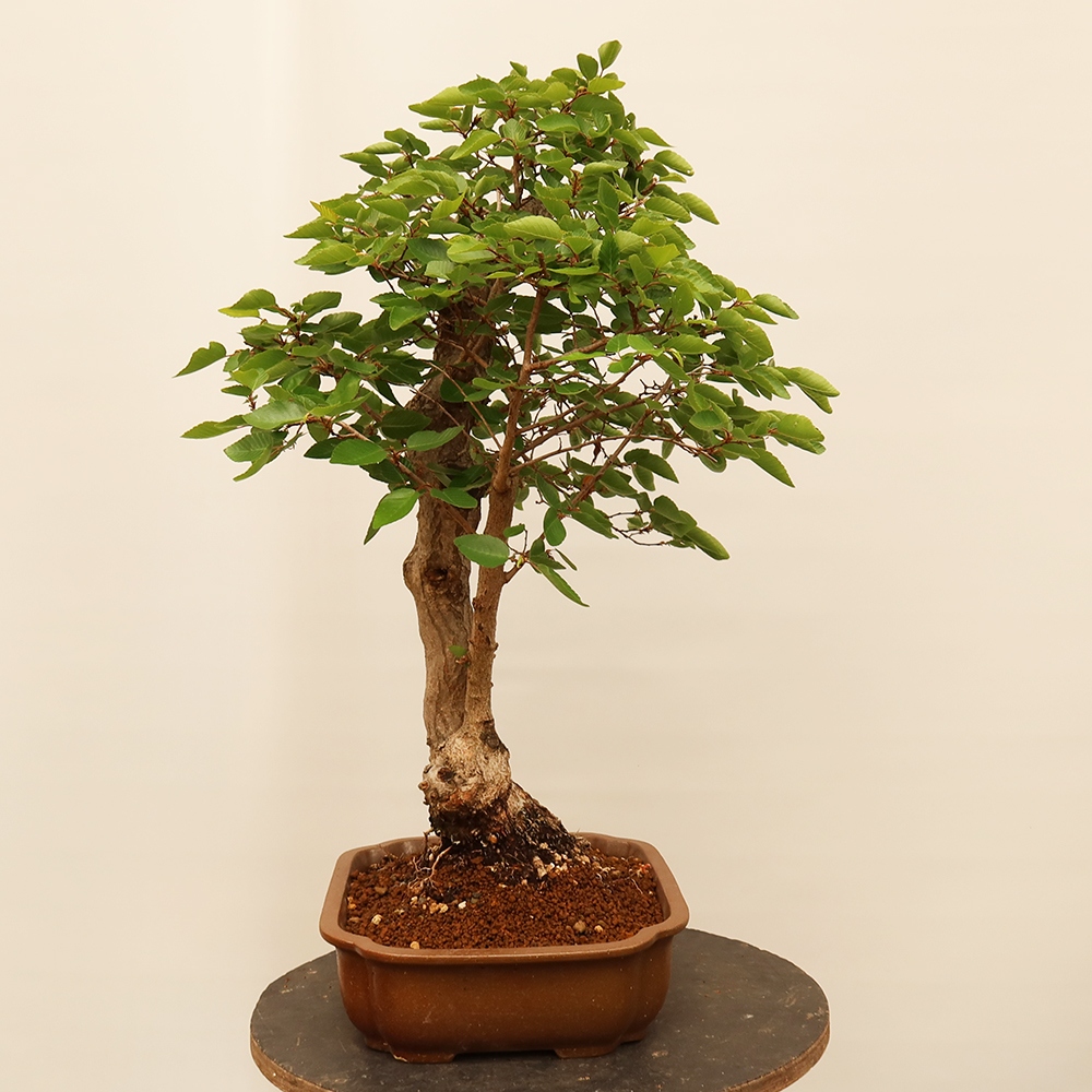 Bonsai für draußen - Karpinus Coreana - Koreanische Hainbuche