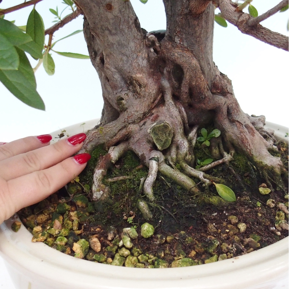 Zimmer Bonsai - Rhododendron simsii - Pfennigkraut