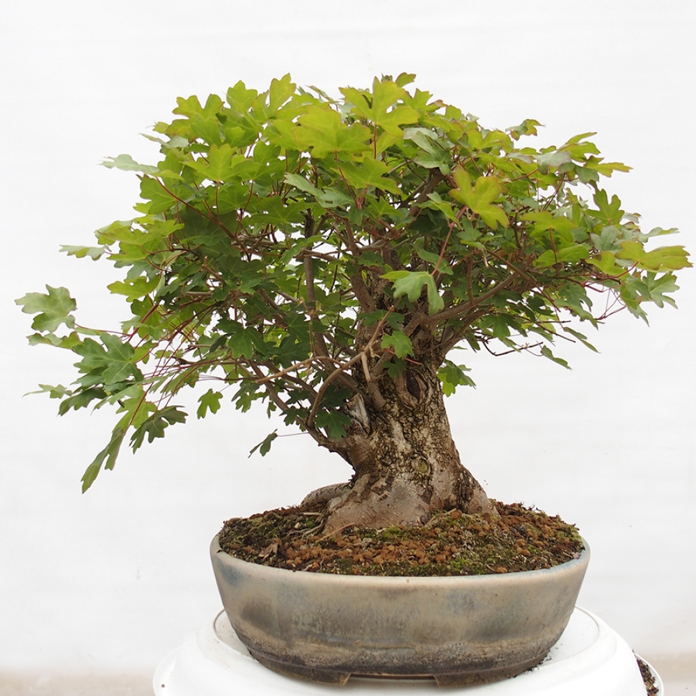Bonsai für draußen -Javor babyka - Acer campestre