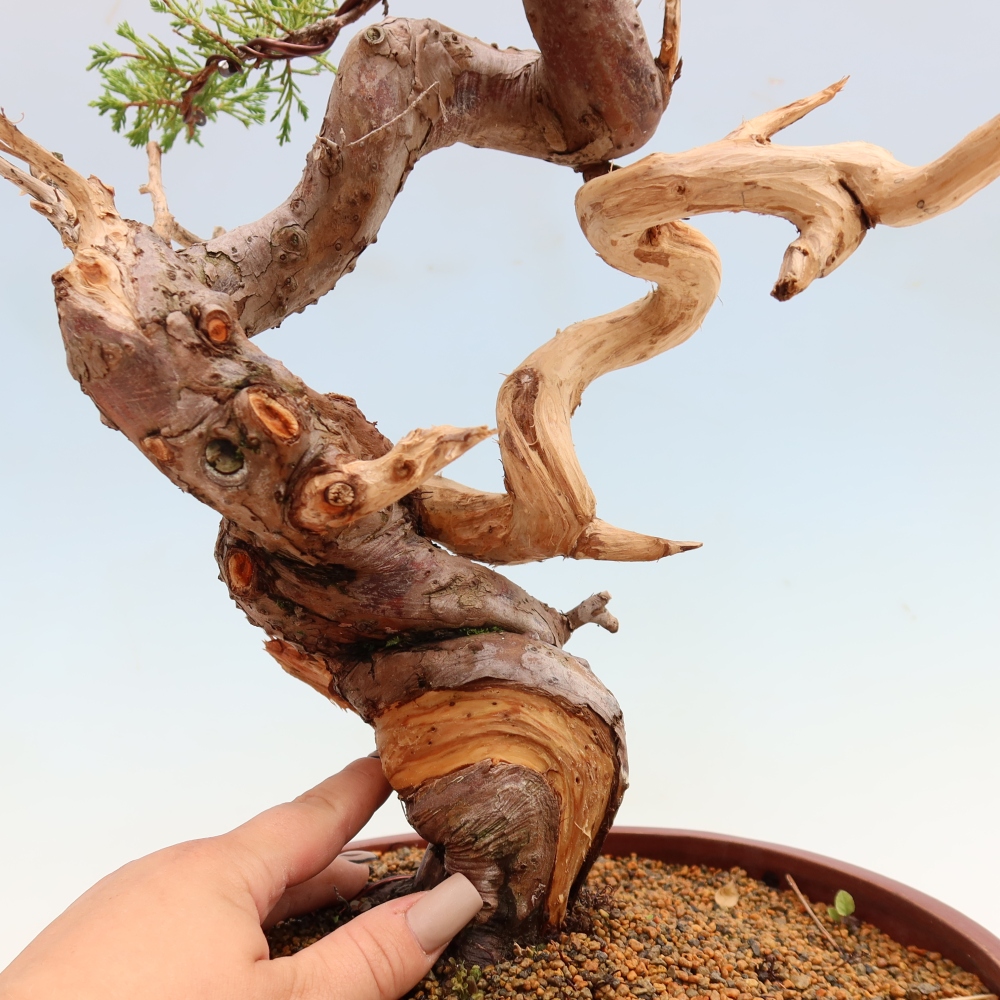 Bonsai für draußen - Juniperus chinensis Itoigawa-Juniperus chinensis