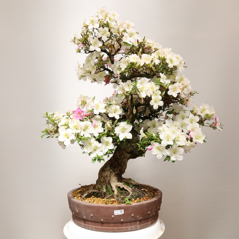 Bonsai für den Außenbereich – Japanische Azalee – Azalea Kotobokietsu