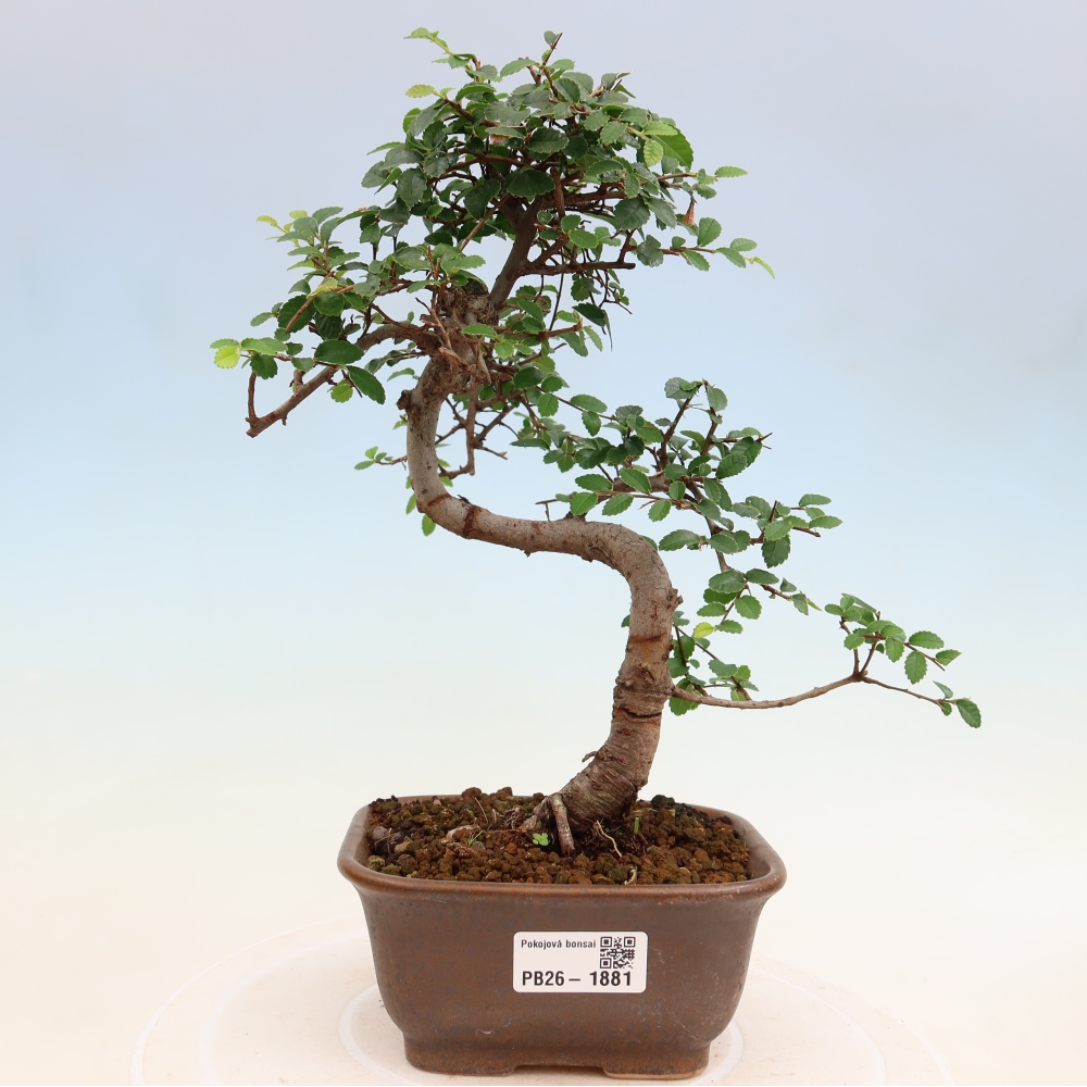 Zimmerbonsai - Ulmus parvifolia - Kleinblättrige Ulme
