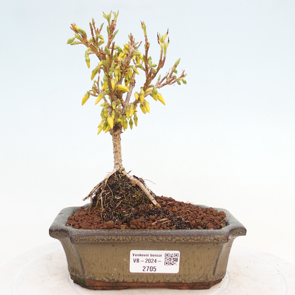 Bonsai für draußen - Zlatice - Forsythia intermedia