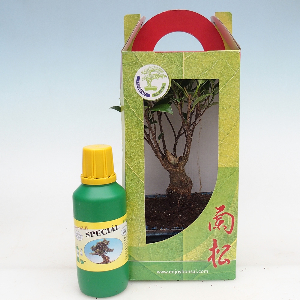 Zimmerbonsai im Geschenkkarton Ficus retusa - Kleinblättriger Ficus