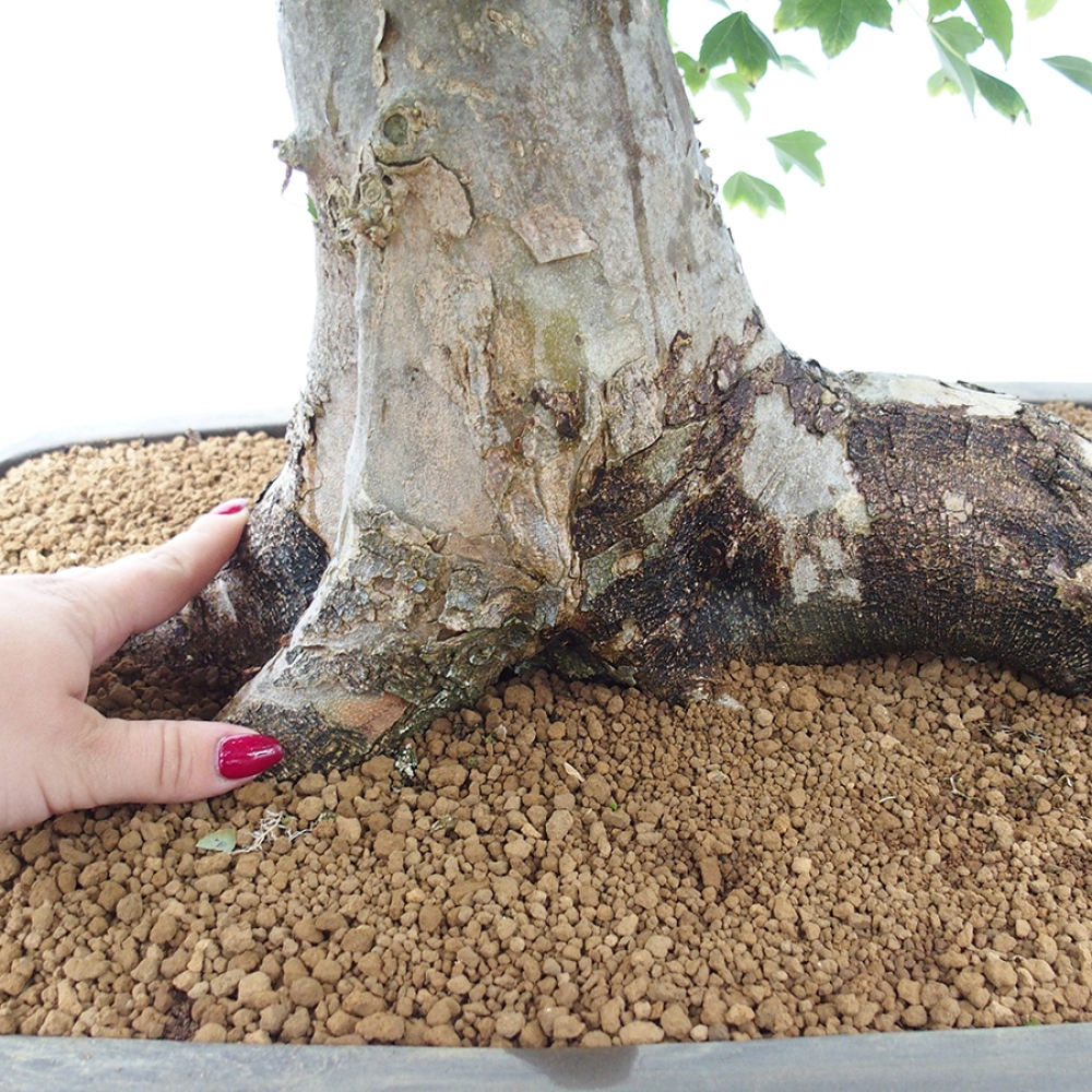 Bonsai für draußen - Acer Buergerianum - Bergahorn