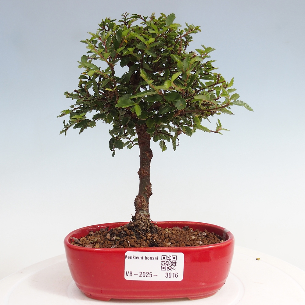 Bonsai für draußen - Ulmus parvifolia Sagei - Kleinblättrige Ulme