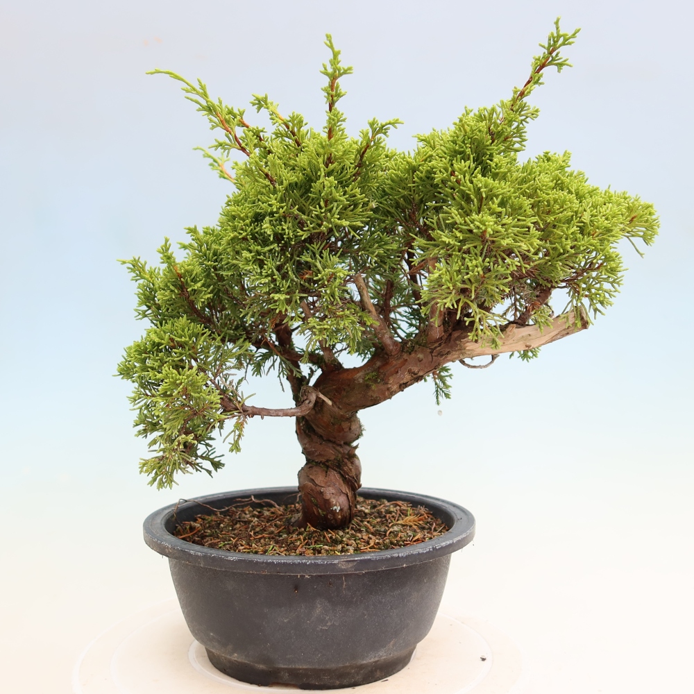 Bonsai für draußen - Juniperus chinensis Itoigawa-Juniperus chinensis