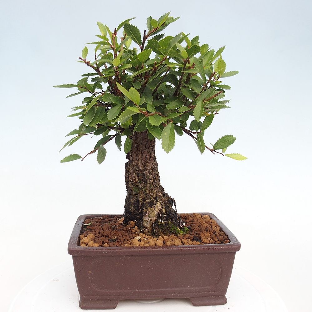 Bonsai für draußen - Zelkova - Zelkova NIRE