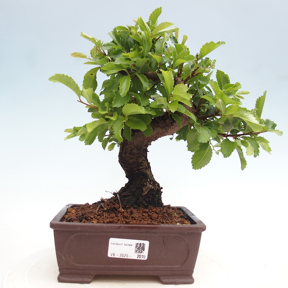 Bonsai für draußen - Zelkova - Zelkova NIRE