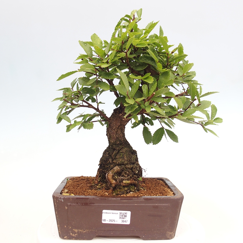 Bonsai für draußen - Zelkova - Zelkova NIRE