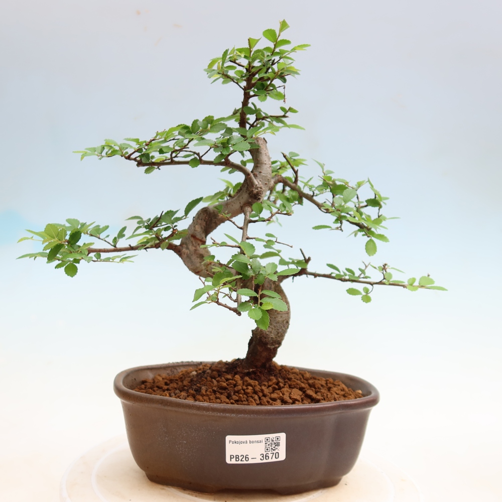 Zimmerbonsai - Ulmus parvifolia - Kleinblättrige Ulme