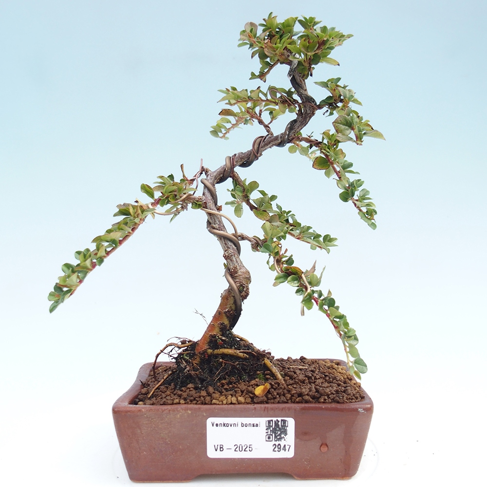 Bonsai für draußen - Cotoneaster horizontalis - Rocky Mountain