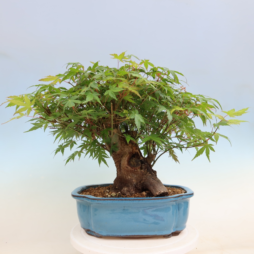 Bonsai für draußen - Ahorn Burger - Acer Burgerianum
