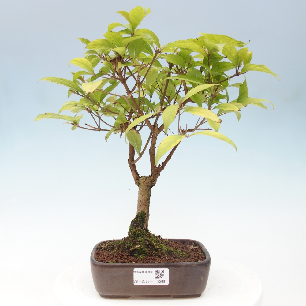 Bonsai für draußen - Callicarpa japonica
