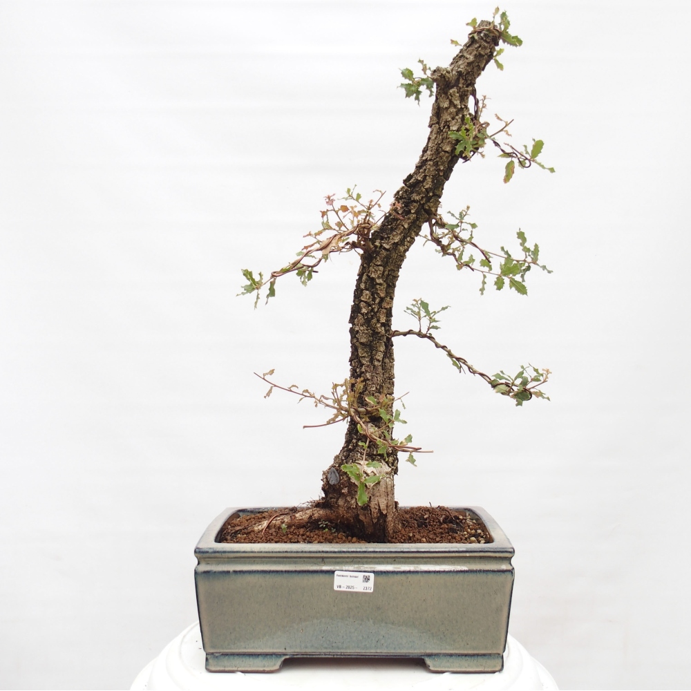 Yamadori - Quercus Ilex - Eichenstechpalme