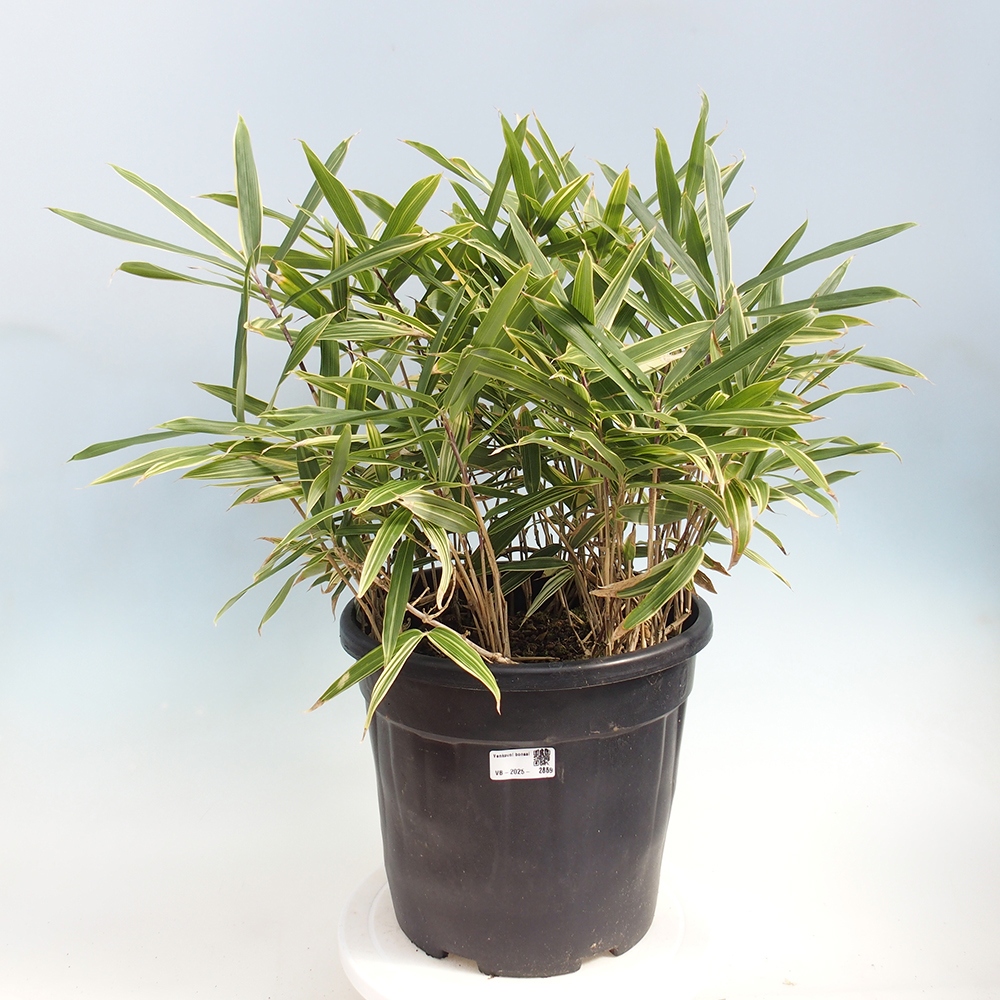 Bonsai für draußen - Sasaella masamuneana Albostriata - Bambus
