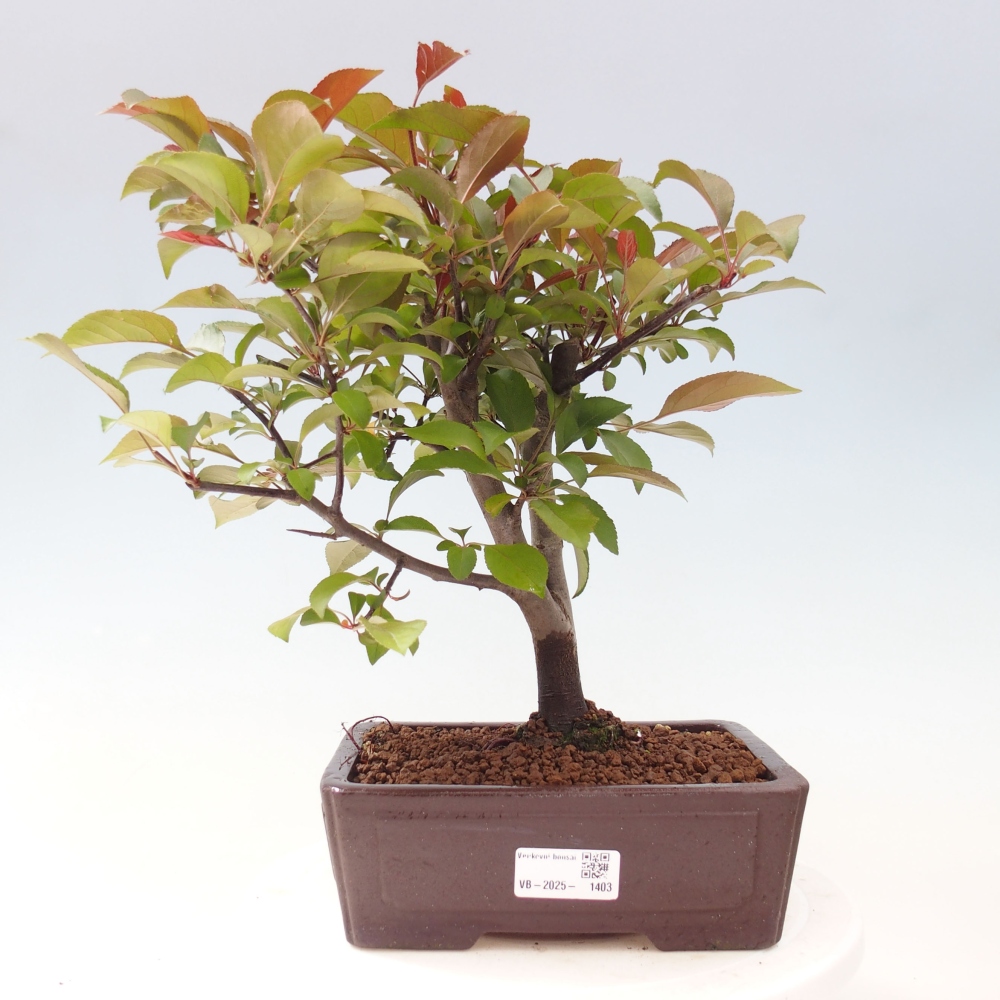 Outdoor-Bonsai -Malus domestica - Kleinfrüchtiger rotblättriger Apfelbaum