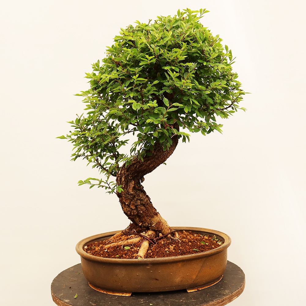Bonsai für draußen - Zelkova - Zelkova NIRE