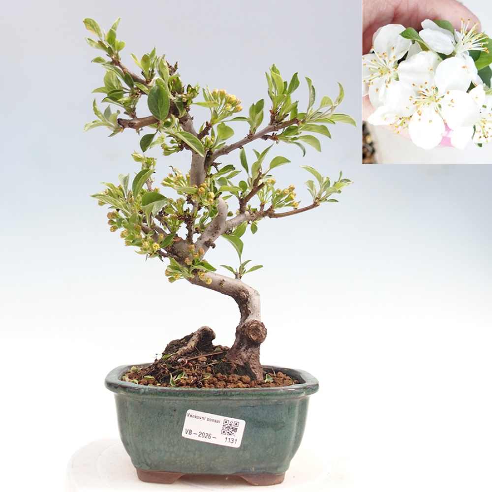 Outdoor Bonsai - Malus sargentii - Kleinfrüchtiger Apfelbaum