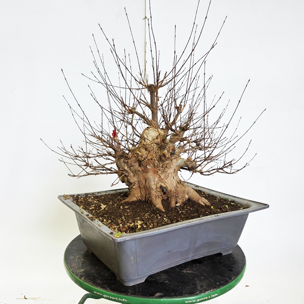 Freiland Bonsai Ahorn Burger - Acer Burgeriana