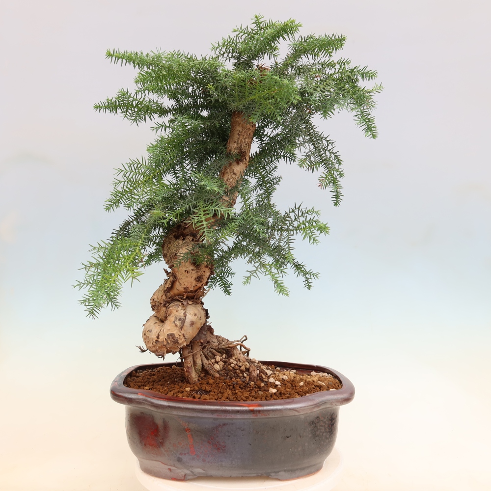 Zimmer Bonsai - Araucaria - Zimmer Fichte