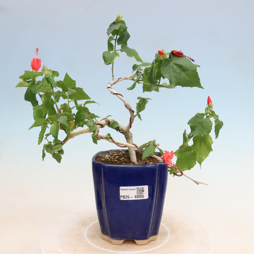 Zimmerbonsai - Malvaviscus arboreus