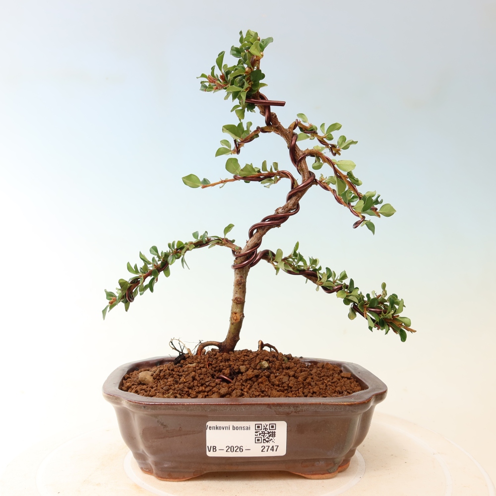 Bonsai für draußen - Cotoneaster horizontalis - Rocky Mountain