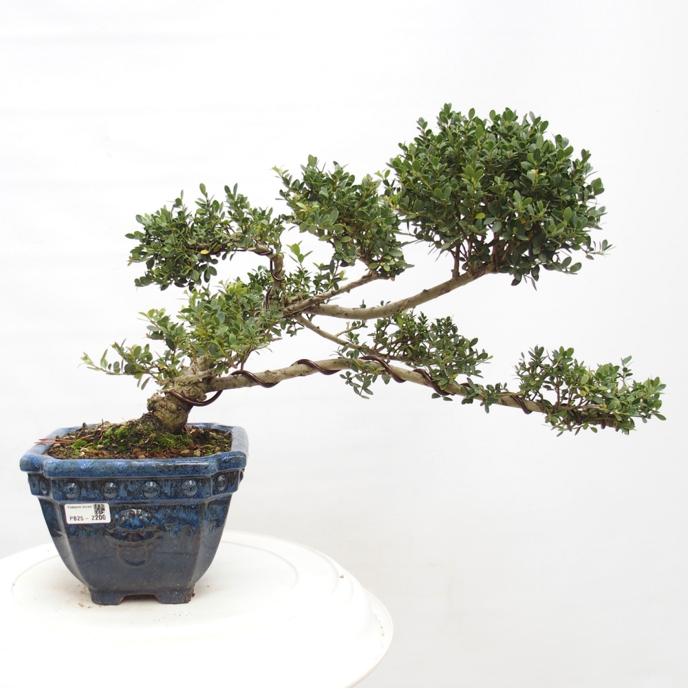 Zimmer Bonsai - Ilex crenata - Stechpalme