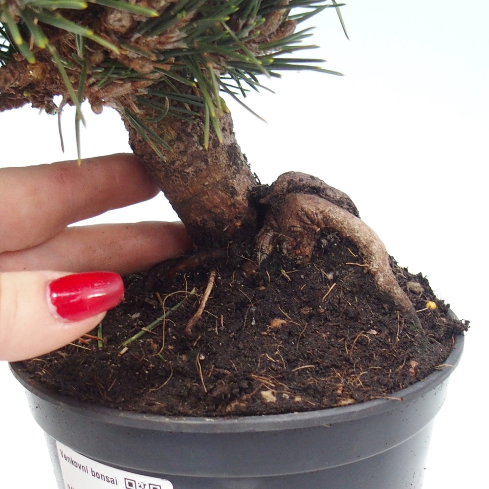 Bonsai für draußen - Pinus thunbergii senjyumaru - Thunberg-Kiefer