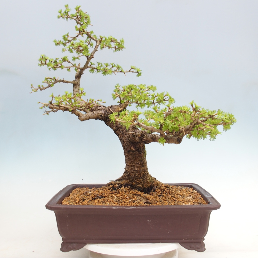 Outdoor-Bonsai -Larix decidua - Lärche - nur Palettentransport