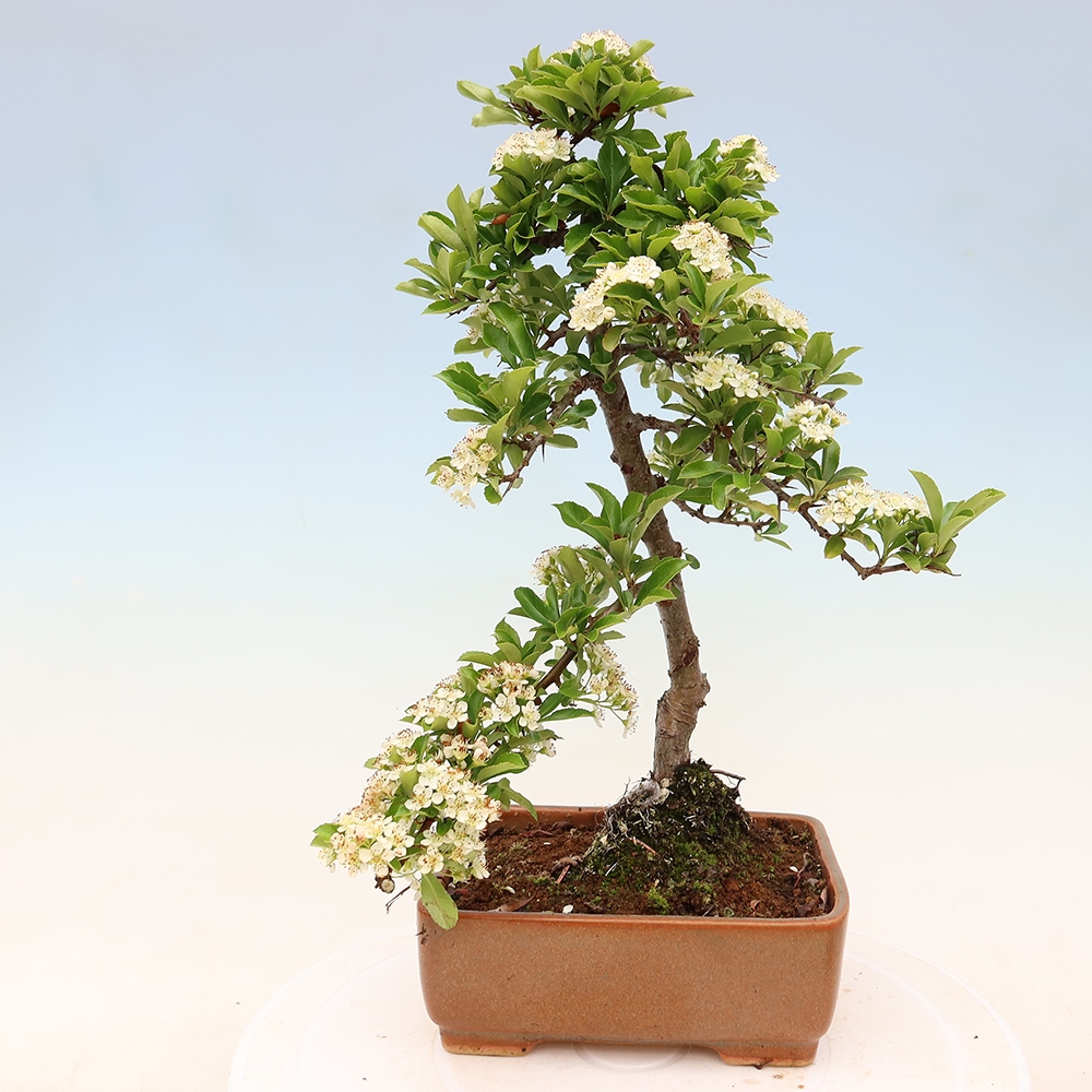 Bonsai für den Außenbereich – Pyracantha teton – Feuerdorn