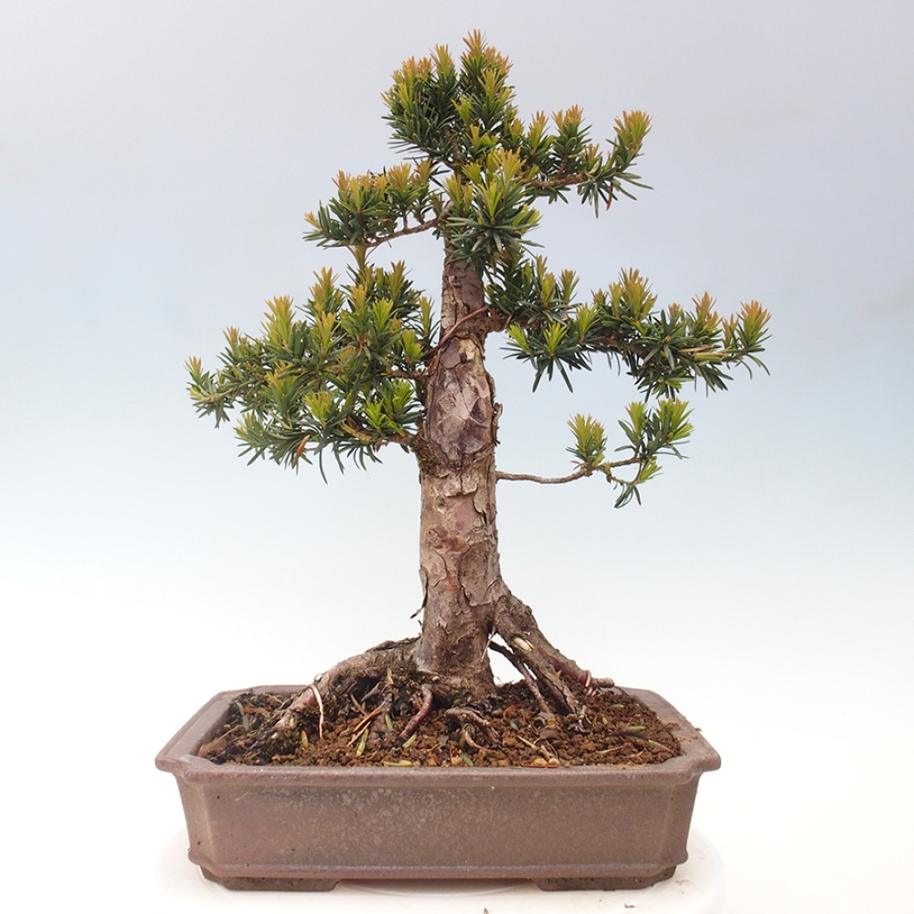 Bonsai für draußen - Taxus cuspidata - Japanische Eibe
