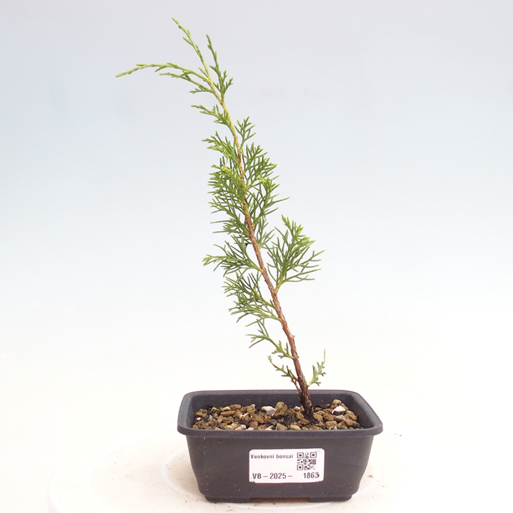 Bonsai für draußen - Juniperus chinensis Itoigawa