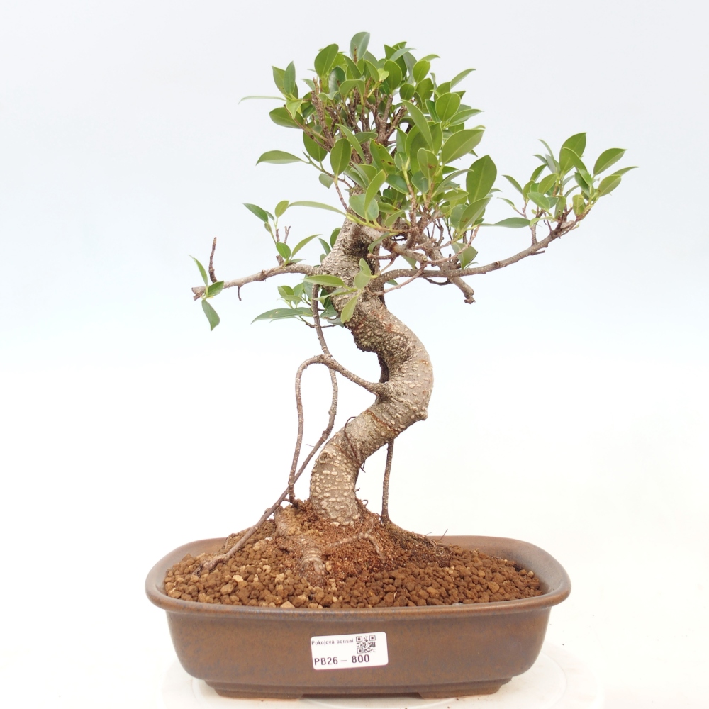 Zimmerbonsai - Ficus kimmen - Kleinblättriger Ficus