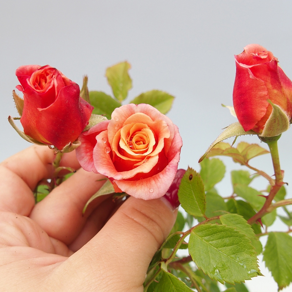 Bonsai für draußen - Rosa Kordes - Rose