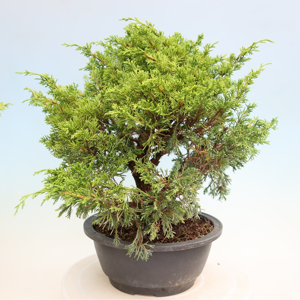 Bonsai für draußen - Juniperus chinensis Itoigawa-Juniperus chinensis