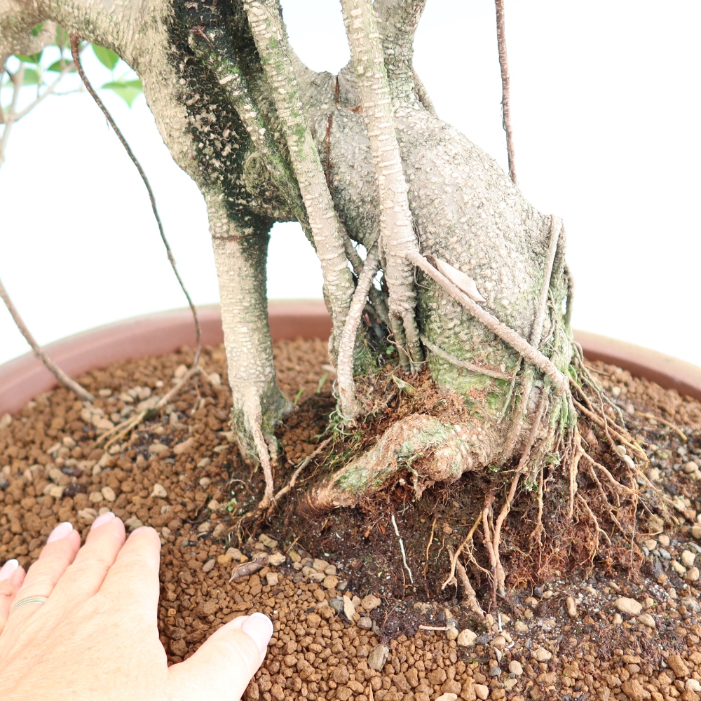 Zimmerbonsai - Ficus kimmen - Kleinblättriger Ficus
