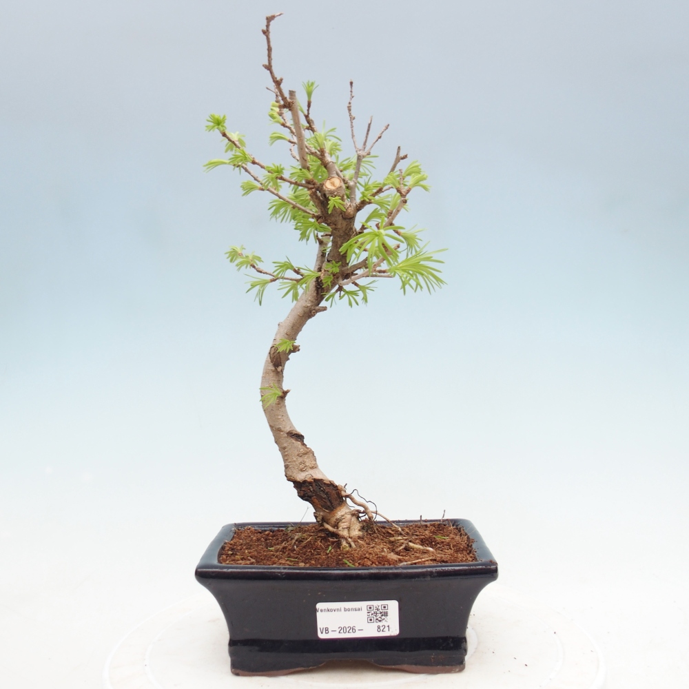Bonsai für draußen -Pseudolarix amabis-Pseudolarix amabis
