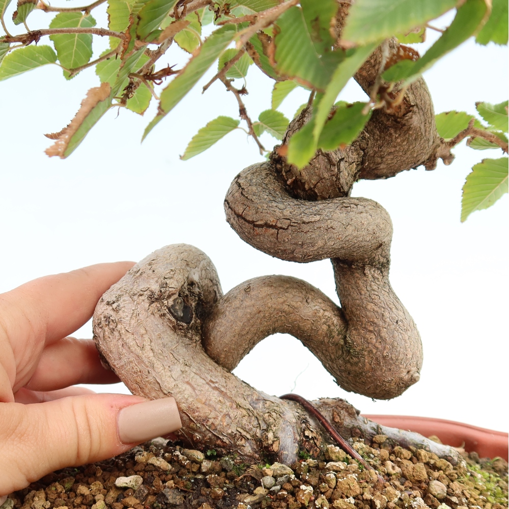Bonsai für draußen -Carpinus CARPINOIDES - Koreanische Hainbuche